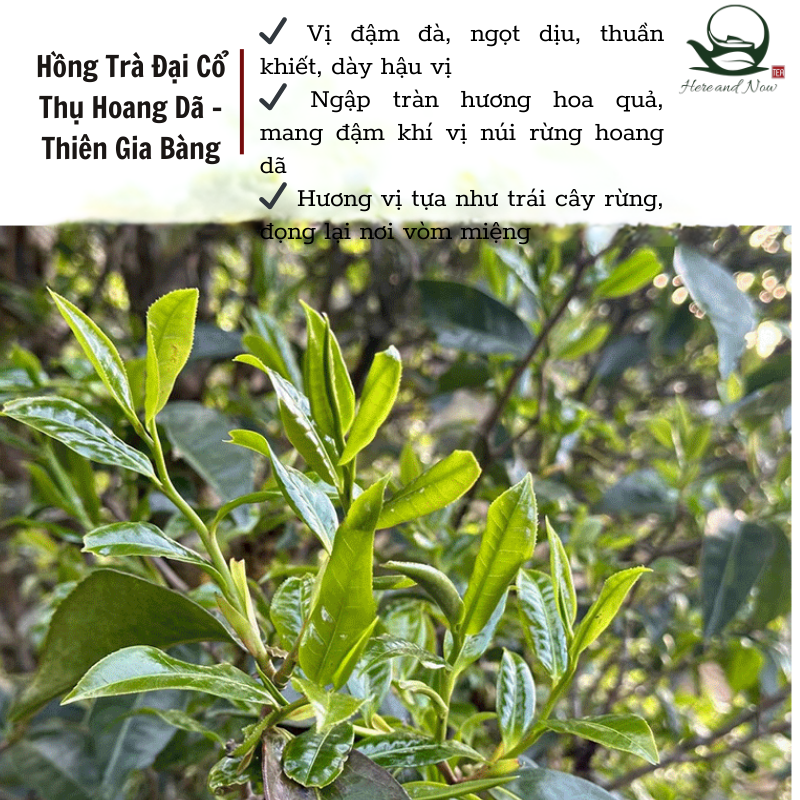 Thiên Gia Trại Đại Thụ 800 Năm | Hồng Trà Hoang Dã 7 39