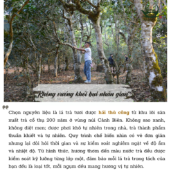 Cảnh Mại Sơn | Bạch Trà Hoang Dã 2025 10 6 1