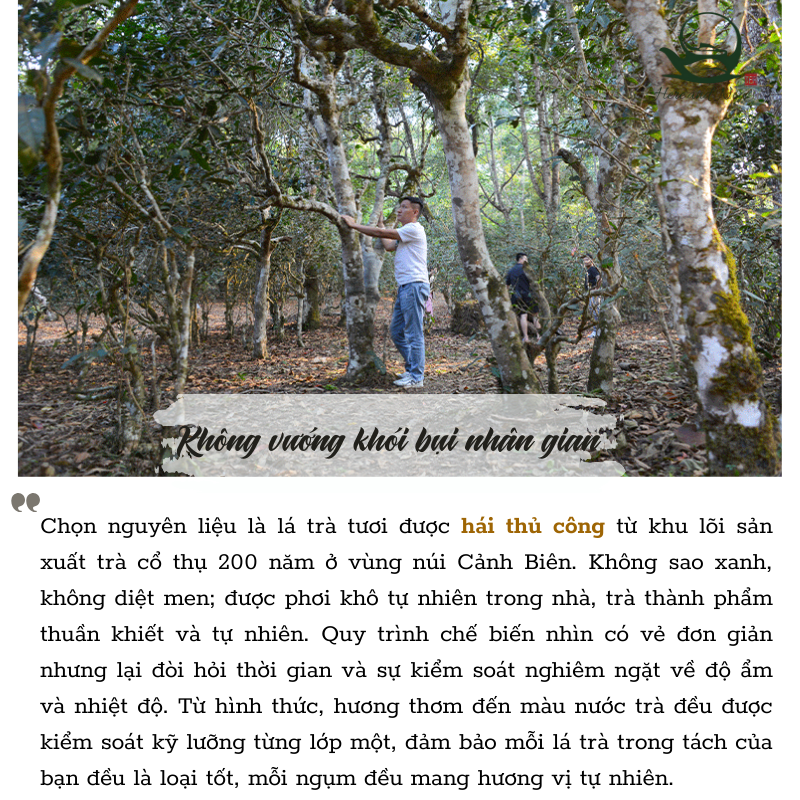 Cảnh Mại Sơn | Bạch Trà Hoang Dã 2025 5 6 1