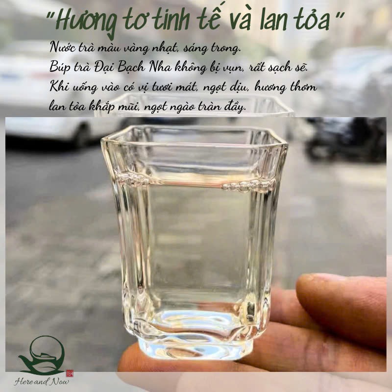 Bạch Hào Ngân Châm | Bạch Trà Cảnh Cốc 2025 7 IMG 2928