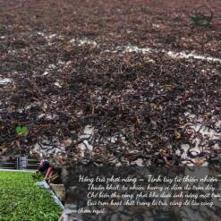 Hồng Điền Trà 200g | Hồng Trà Cổ Thụ 2024 10 TEA 15
