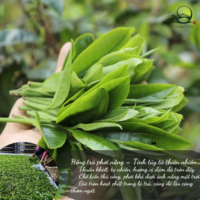 Hồng Điền Trà 200g | Hồng Trà Cổ Thụ 2024 6 TEA 6